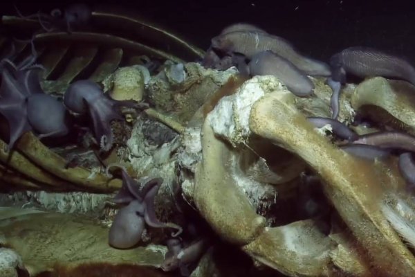 Кракен ссылка kraken